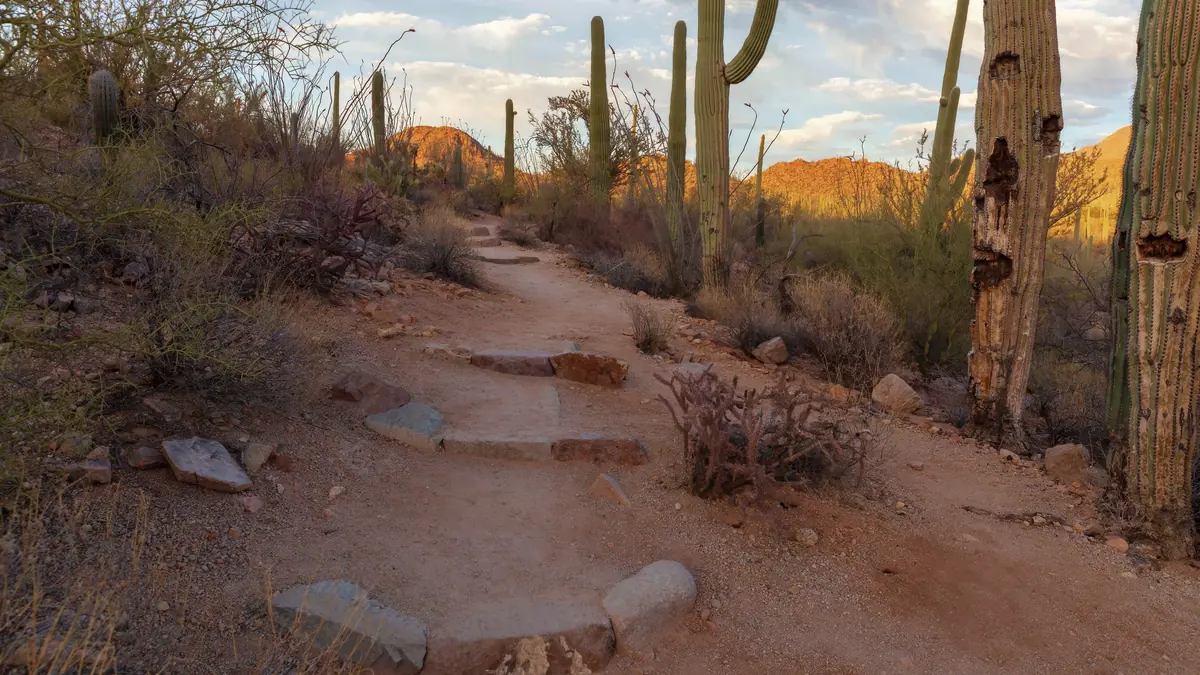 Sunlit desert trail lined with saguaro cacti, leading toward golden hour mountains in Arizona