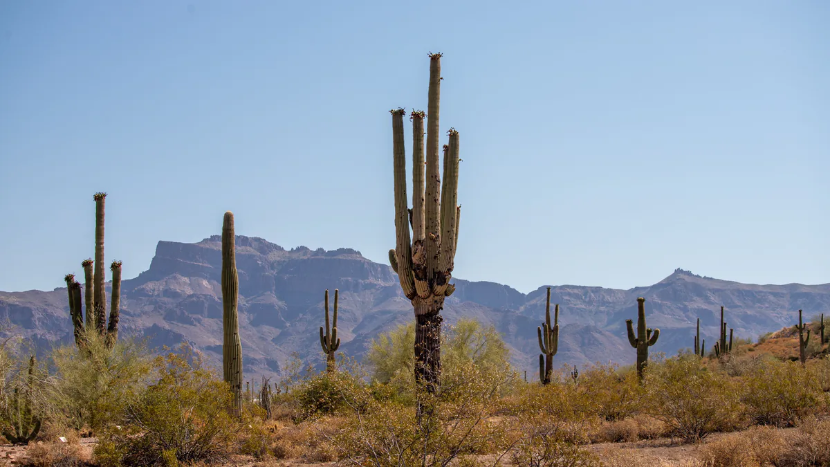 Saguaro cactus and desert mountains in the Sonoran Desert, Arizona