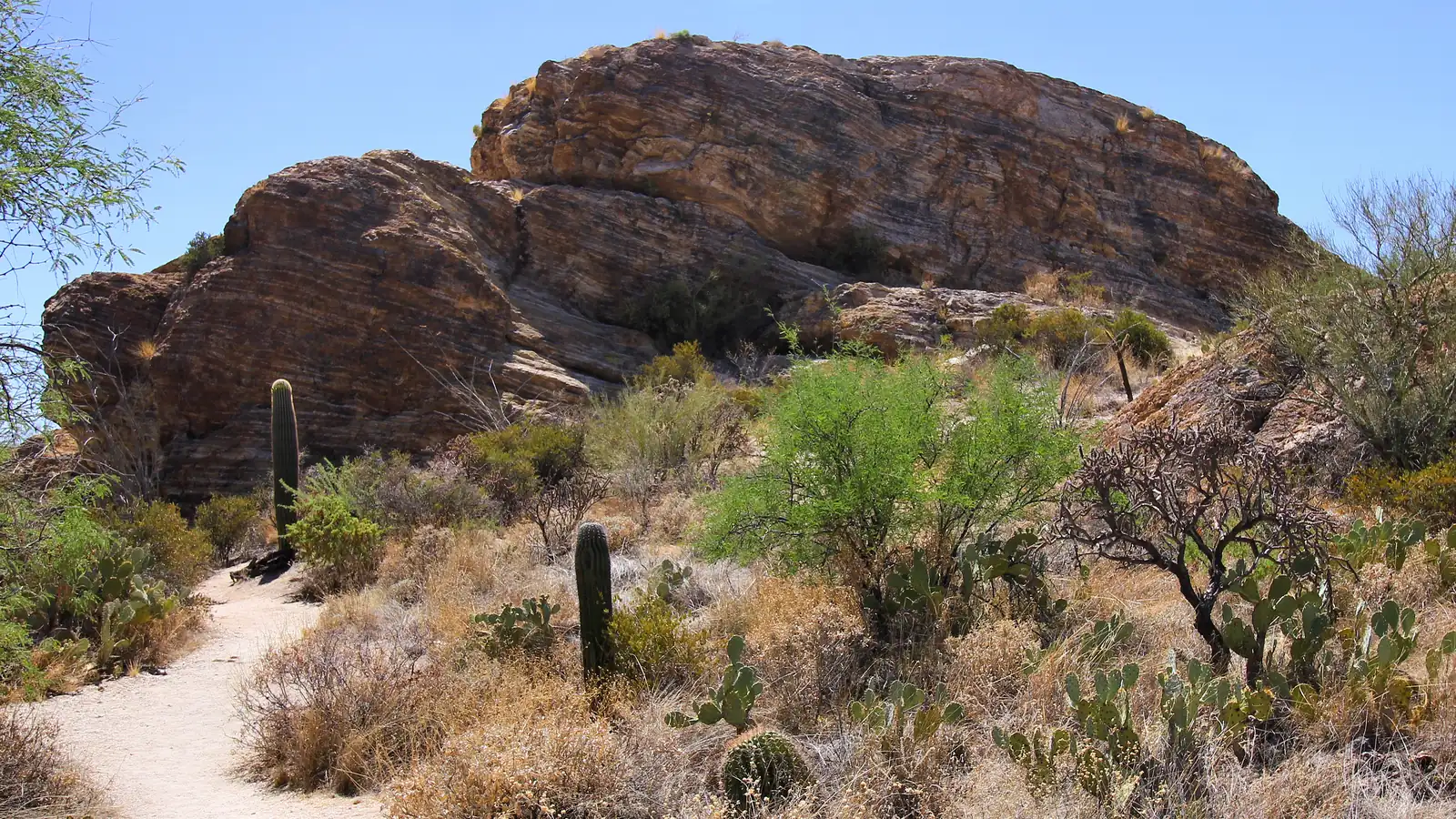 Javelina Rocks in Saguaro National Park East outside Tucson, a weathered gneiss outcrop above a desert trail lined with saguaro and palo verde